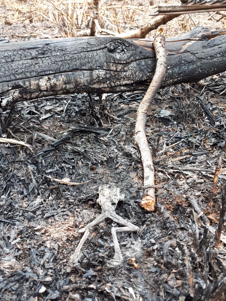 Parte de la fauna afectada por el incendio en Indio Maíz | Cortesía | GTRK