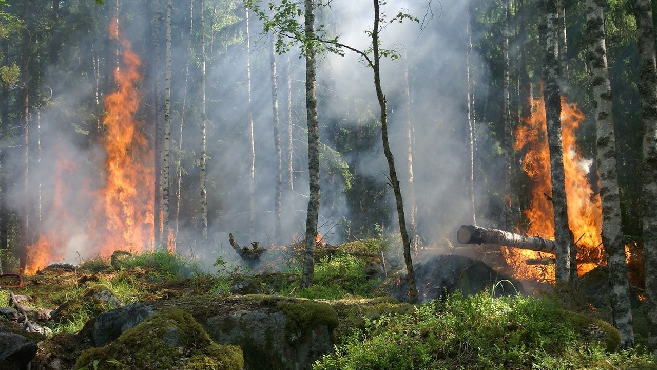 Incendio forestal