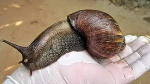 Caracol Gigante Africano