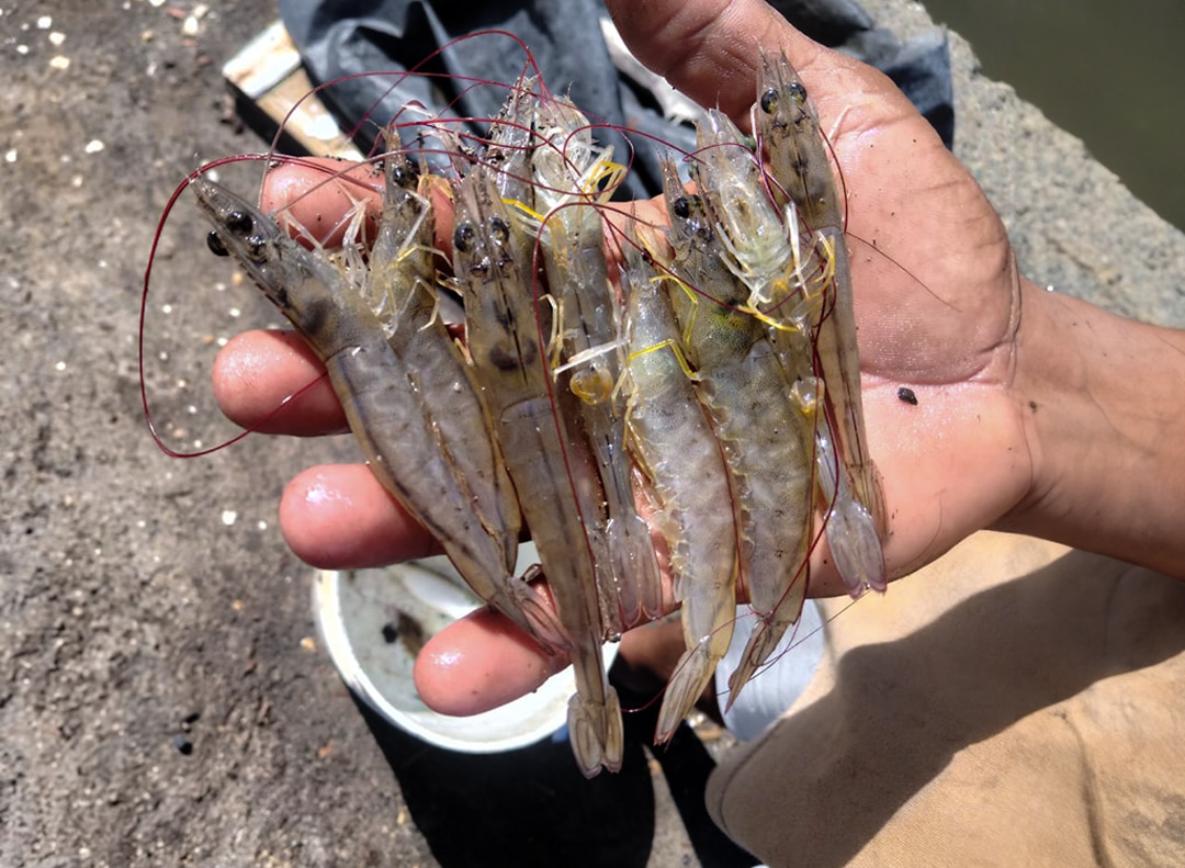 camarones Nicaragua