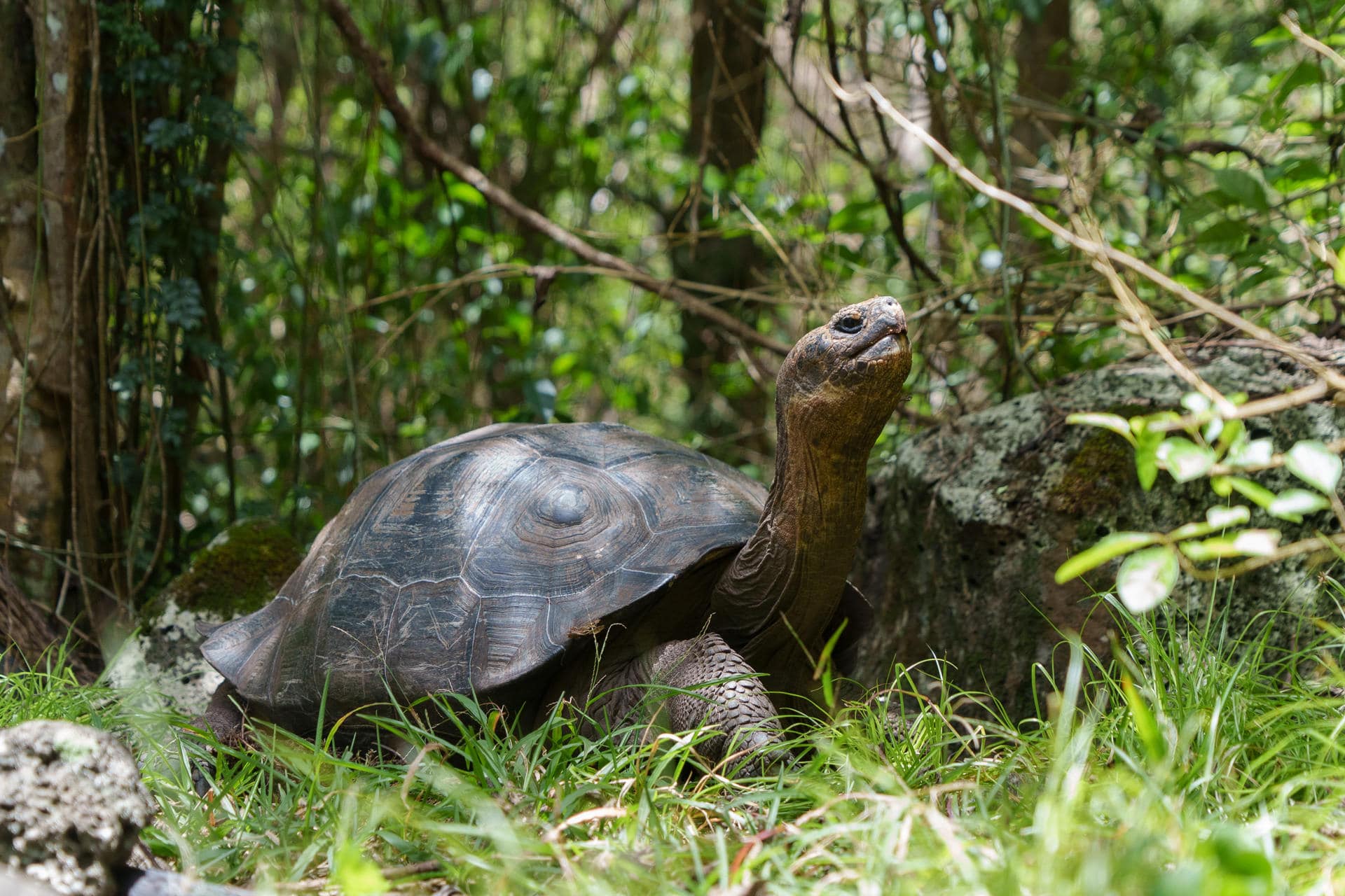 Una tortuga gigante