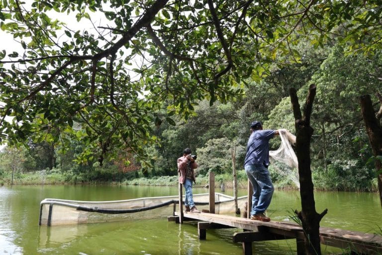 Don Chus throws a net into a spawning pool of tilapia fish at his farm in “La Montañona” [“Big Mountain”].