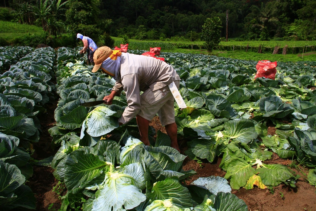 Trabajadores recolectando la producción agrícola.